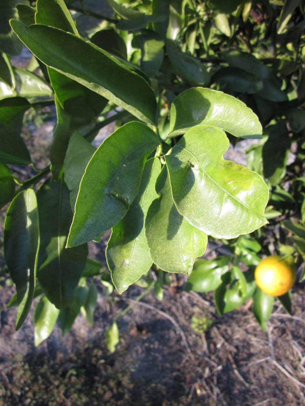            Sun leaves (Winter Haven, FL)   